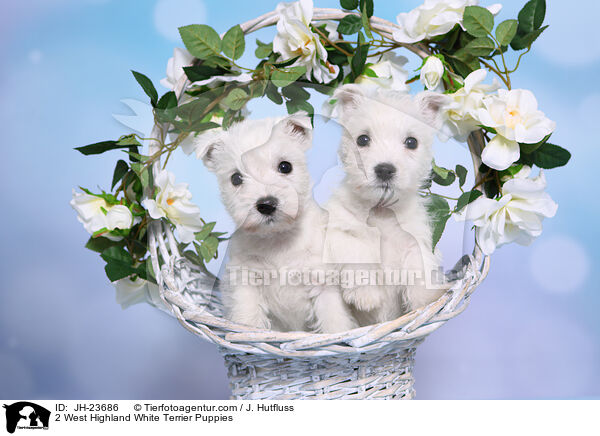 2 West Highland White Terrier Puppies / JH-23686