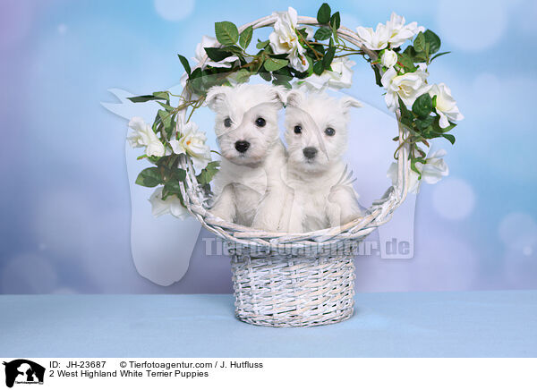 2 West Highland White Terrier Puppies / JH-23687