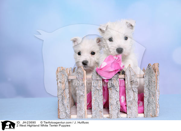 2 West Highland White Terrier Puppies / JH-23690