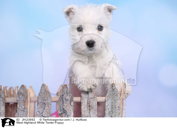 West Highland White Terrier Puppy / JH-23692