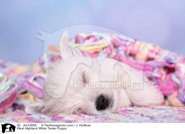 West Highland White Terrier Puppy / JH-23695