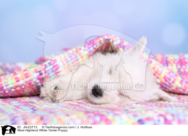 West Highland White Terrier Puppy / JH-23713