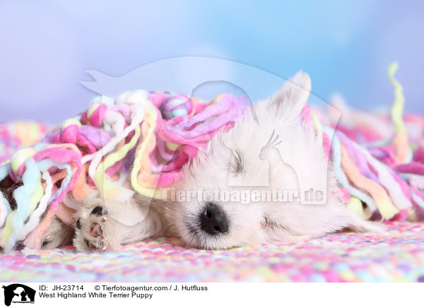West Highland White Terrier Puppy / JH-23714