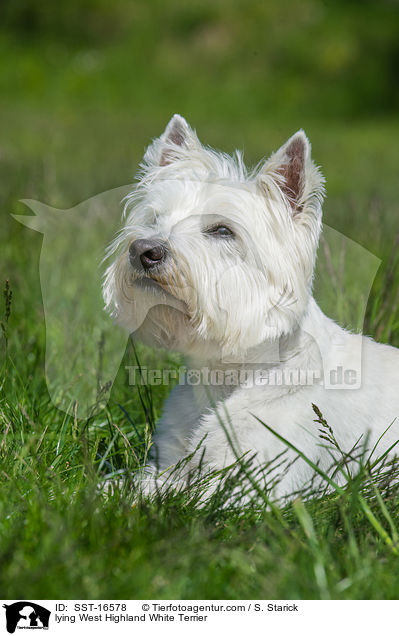 lying West Highland White Terrier / SST-16578