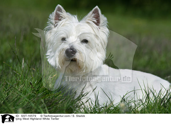 lying West Highland White Terrier / SST-16579