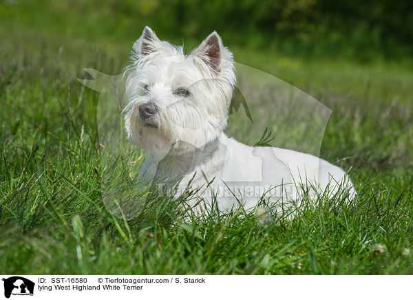 lying West Highland White Terrier / SST-16580