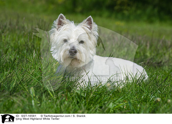 lying West Highland White Terrier / SST-16581