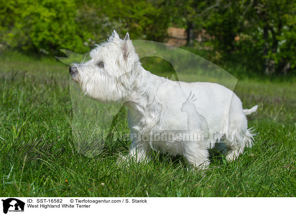 West Highland White Terrier / SST-16582