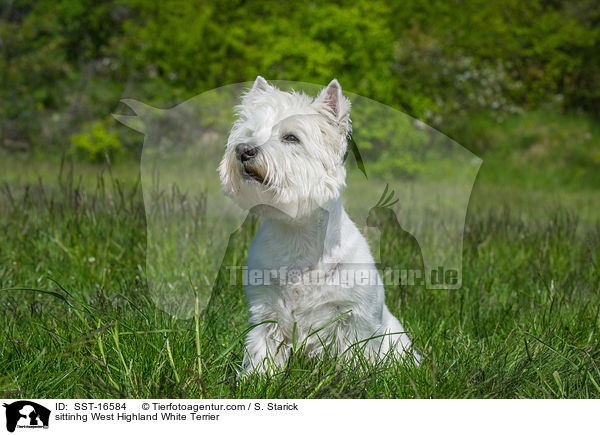 sittinhg West Highland White Terrier / SST-16584