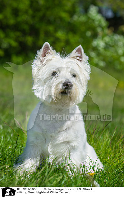 sittinhg West Highland White Terrier / SST-16586
