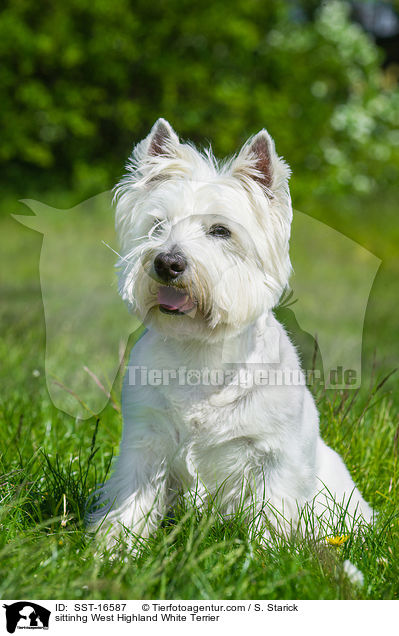 sittinhg West Highland White Terrier / SST-16587