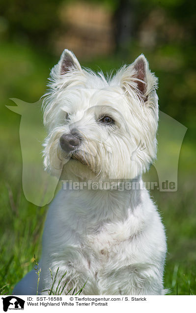 West Highland White Terrier Portrait / SST-16588