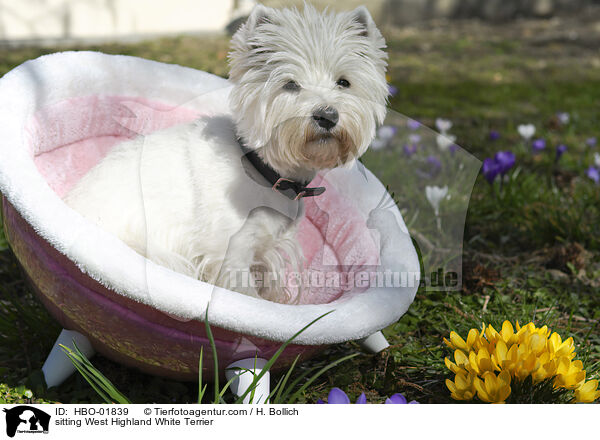 sitting West Highland White Terrier / HBO-01839