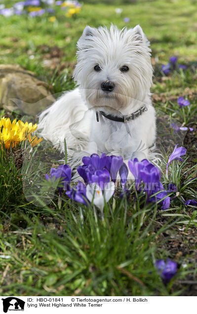 lying West Highland White Terrier / HBO-01841