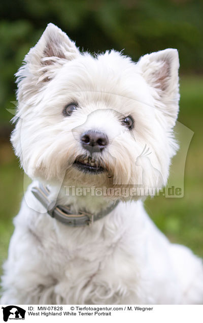 West Highland White Terrier Portrait / MW-07828