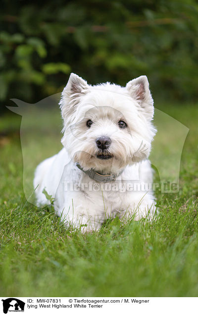 lying West Highland White Terrier / MW-07831