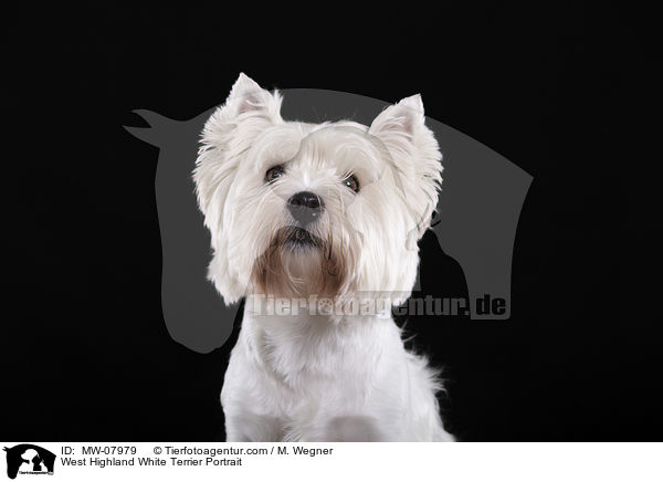 West Highland White Terrier Portrait / MW-07979