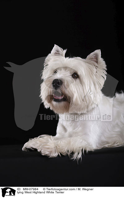 lying West Highland White Terrier / MW-07984