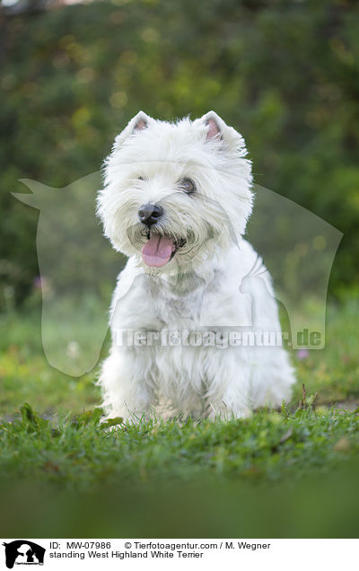 standing West Highland White Terrier / MW-07986