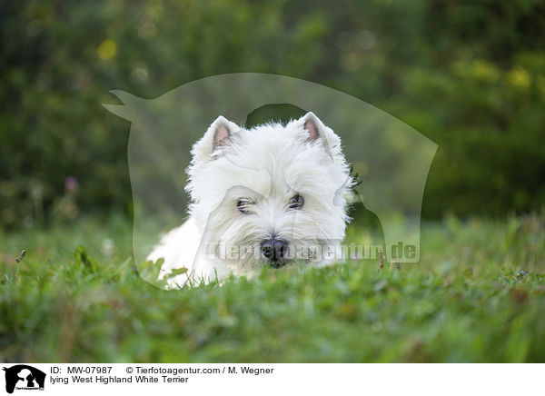 lying West Highland White Terrier / MW-07987