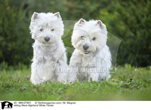 sitting West Highland White Terrier / MW-07991