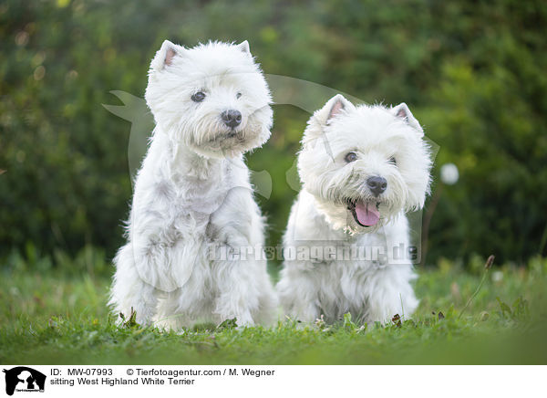 sitting West Highland White Terrier / MW-07993