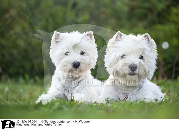lying West Highland White Terrier / MW-07994