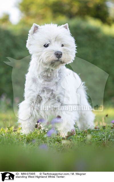 standing West Highland White Terrier / MW-07995