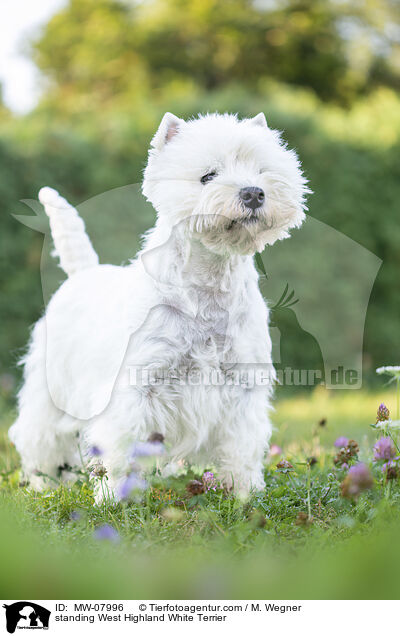 standing West Highland White Terrier / MW-07996
