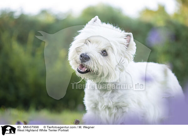 West Highland White Terrier Portrait / MW-07998