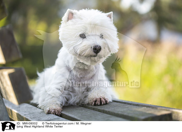 lying West Highland White Terrier / MW-08002