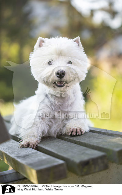 lying West Highland White Terrier / MW-08004