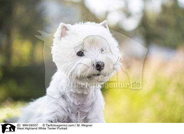 West Highland White Terrier Portrait / MW-08007