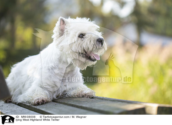 lying West Highland White Terrier / MW-08008