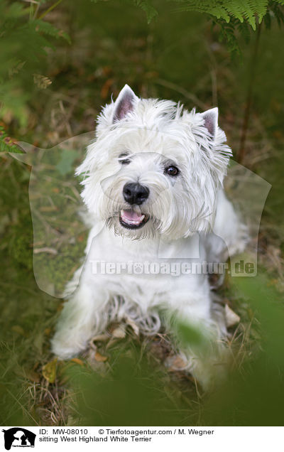 sitting West Highland White Terrier / MW-08010