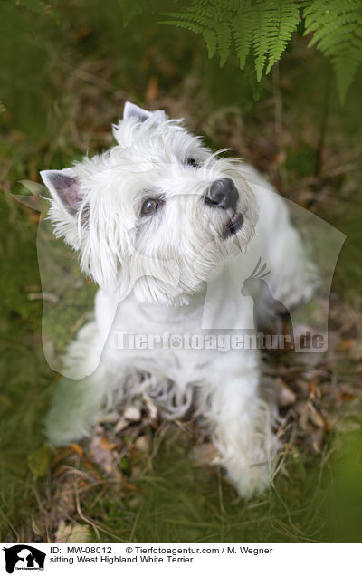 sitting West Highland White Terrier / MW-08012