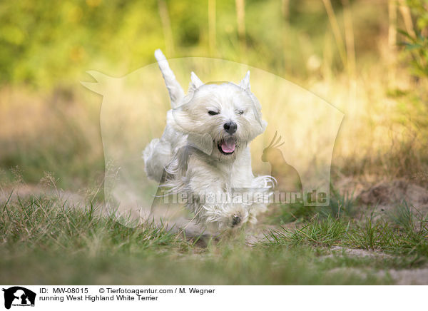running West Highland White Terrier / MW-08015
