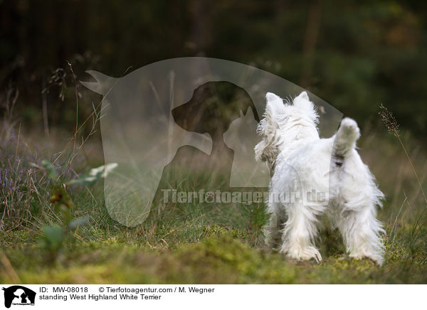 standing West Highland White Terrier / MW-08018