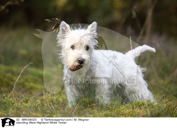 standing West Highland White Terrier / MW-08020