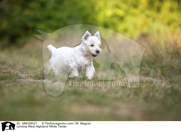 running West Highland White Terrier / MW-08021