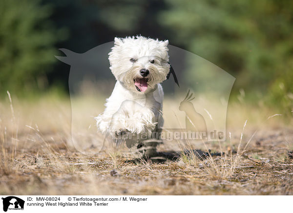 running West Highland White Terrier / MW-08024