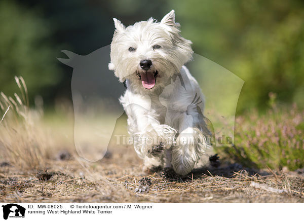 running West Highland White Terrier / MW-08025