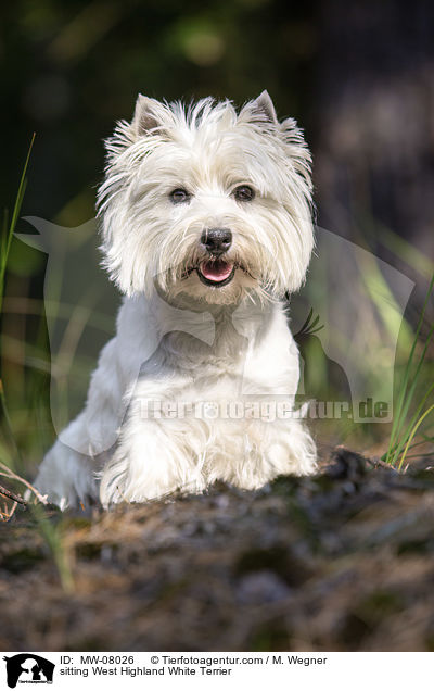 sitting West Highland White Terrier / MW-08026