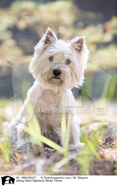 sitting West Highland White Terrier / MW-08027