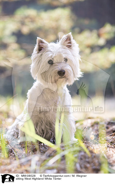 sitting West Highland White Terrier / MW-08028