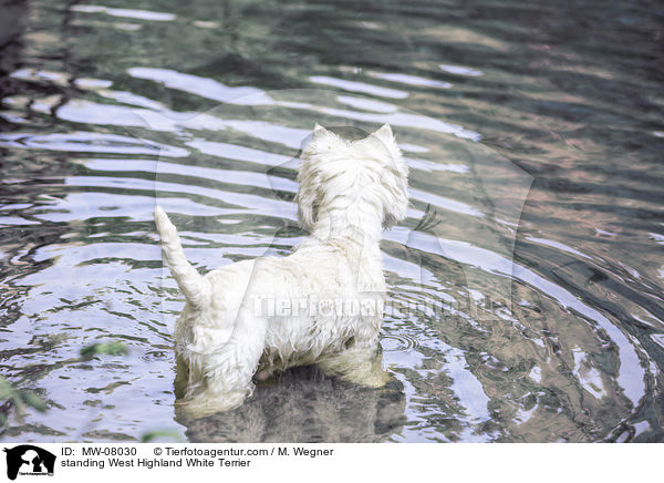 standing West Highland White Terrier / MW-08030