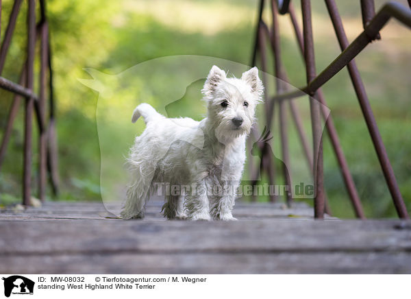 standing West Highland White Terrier / MW-08032