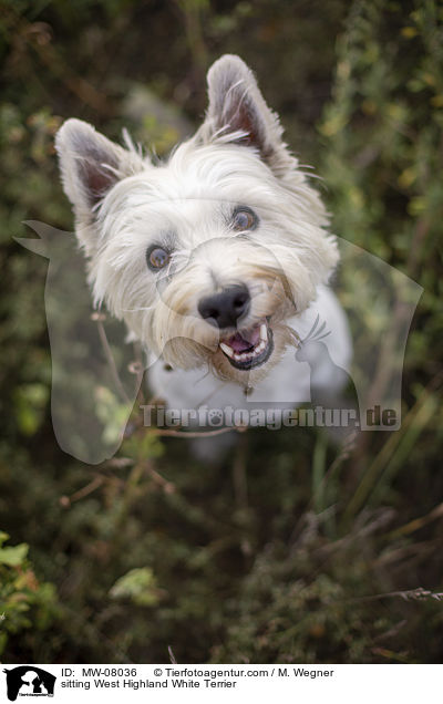 sitting West Highland White Terrier / MW-08036