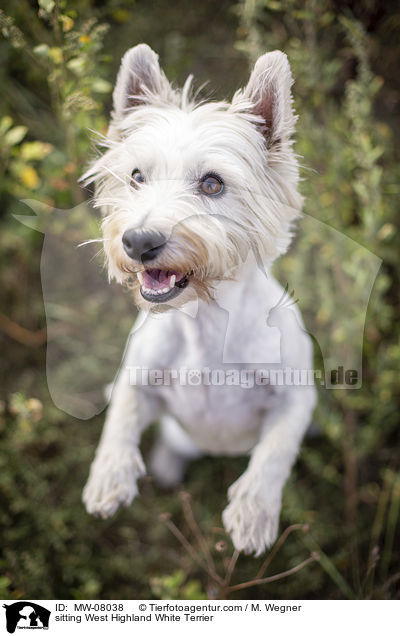sitting West Highland White Terrier / MW-08038