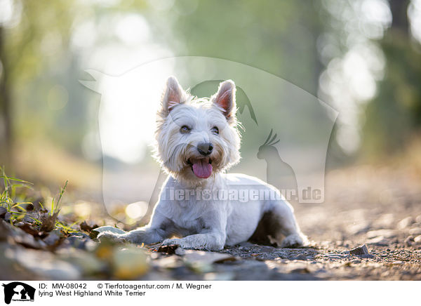 lying West Highland White Terrier / MW-08042